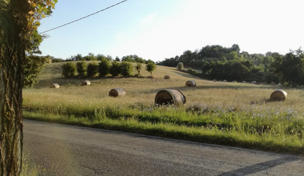 campi e covoni